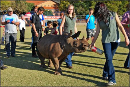 The Story Of Asha The Rhino 1