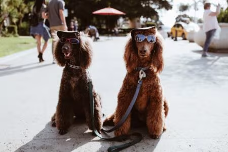 Dogs