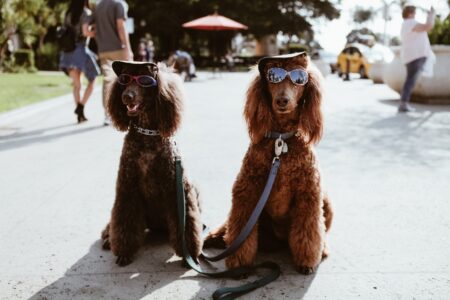 Dogs