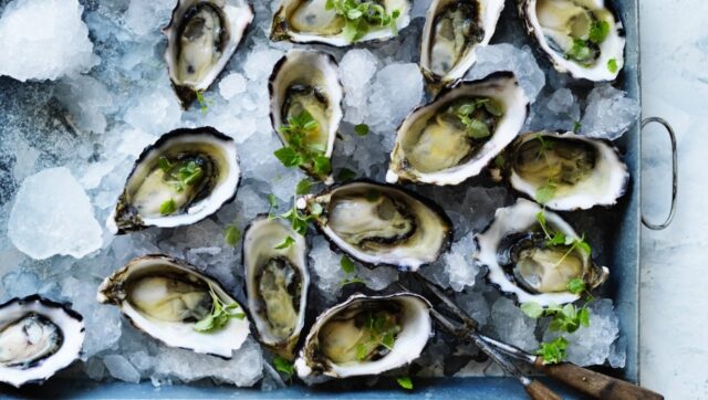 Oysters