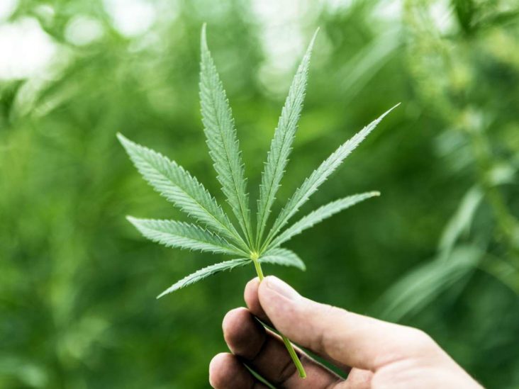 Cannabis - Herbs