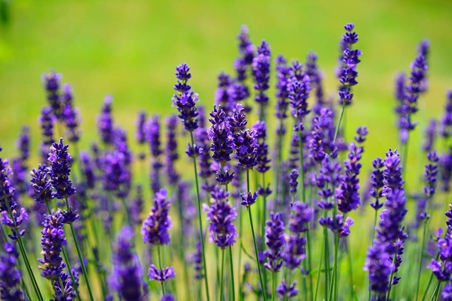 Lavender - Herbs