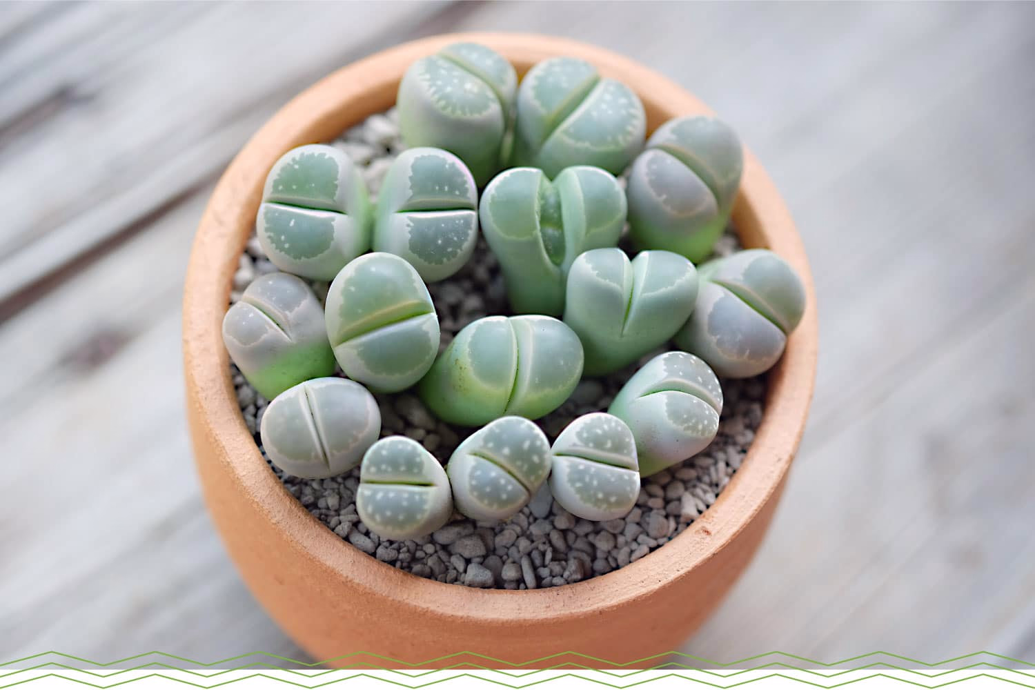 Mini Succulent