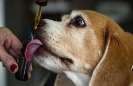 CBD Oil for Pets