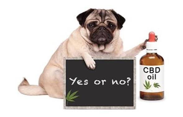 CBD Oil for Pets - Yes or No