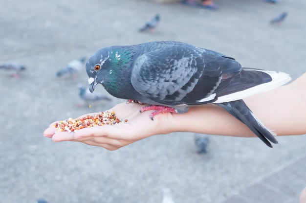 Feeding Pigeons - Weird Laws in Singapore