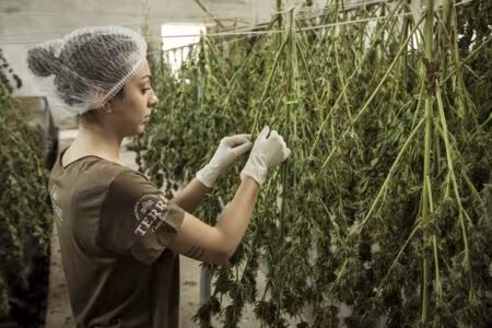 Growing Cannabis