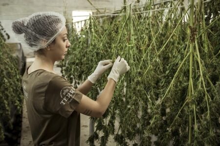 Growing Cannabis