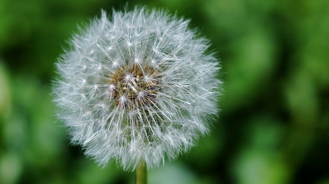 Dandelion - Natural Herbs