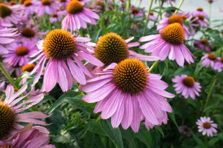 Echinacea - Natural Herbs