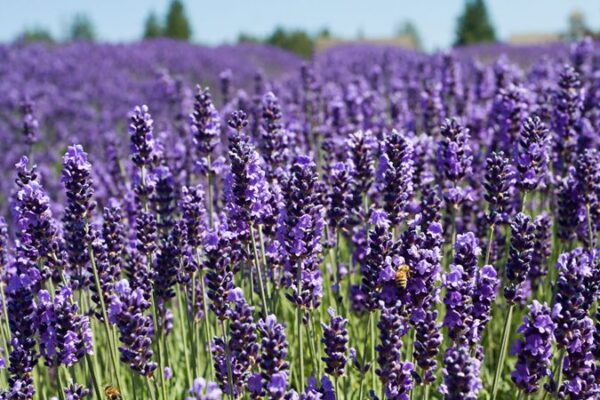 Lavender - Natural Herbs