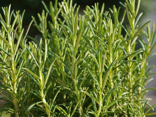 Rosemary - Natural Herbs