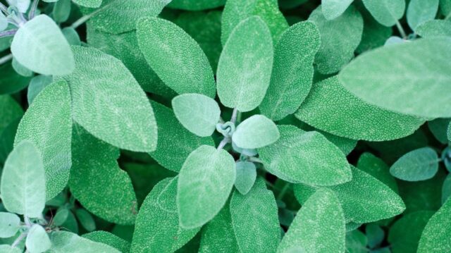 Sage - Natural Herbs