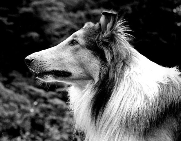 Lassie - TV Shows