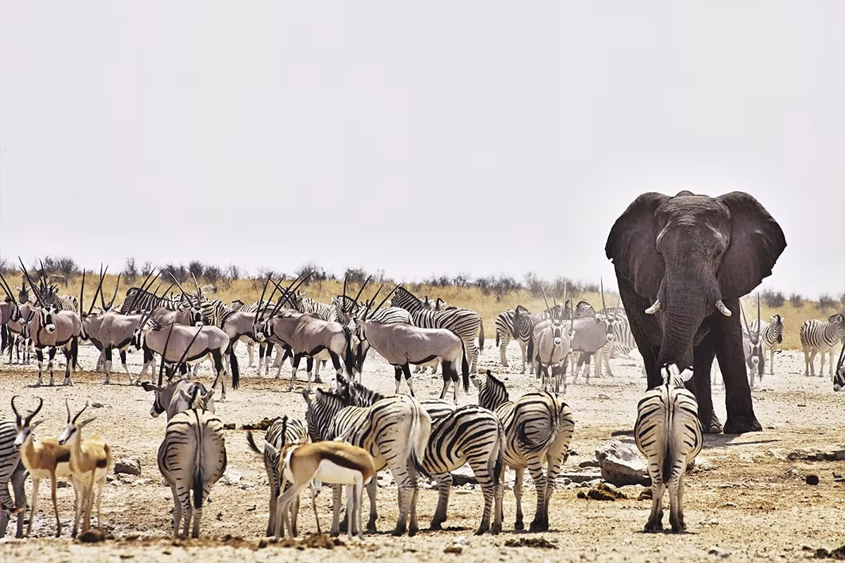 Namibia: 28 Interesting Facts You Might Not Know 11 Estosha National Park - Namibia