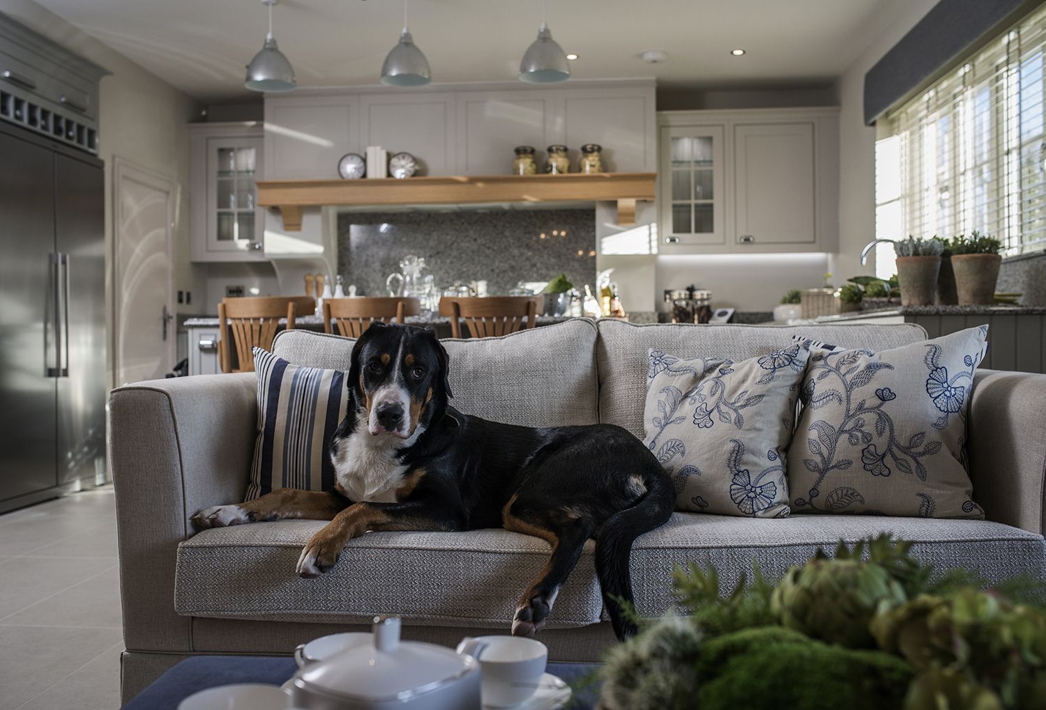 5 Ways To Make Your Home More Pet Friendly