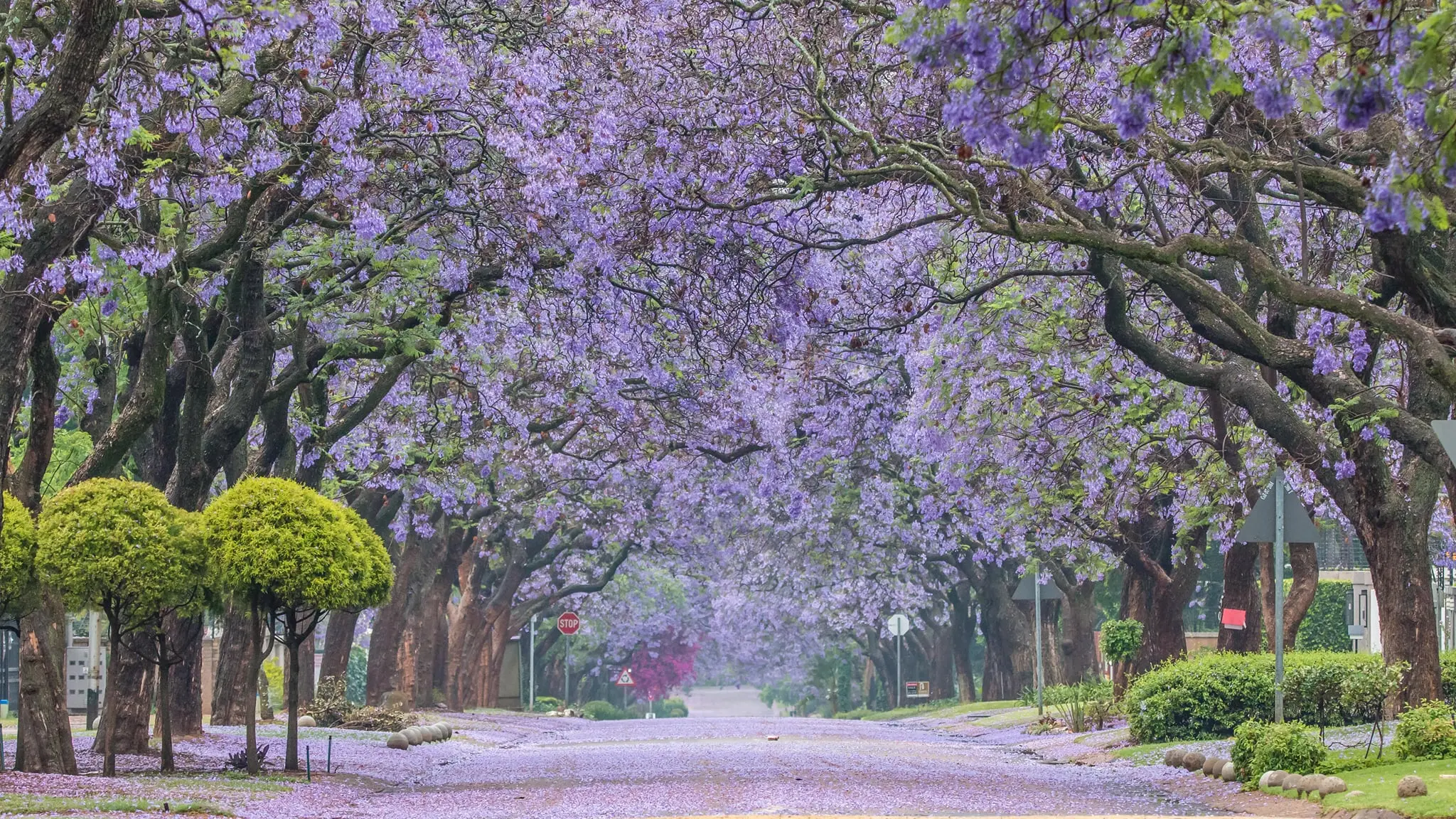 Jacarandas in Pretoria