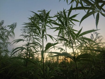 Weed Tolerance