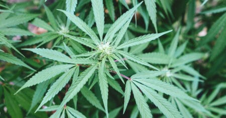 CBD Weed