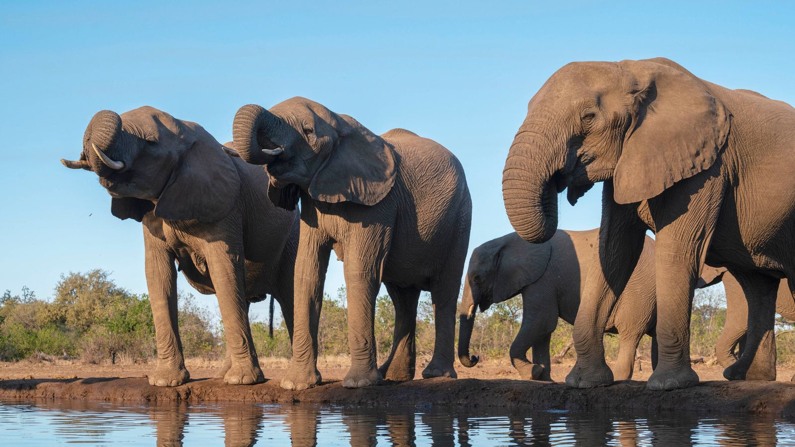 Elephants in Botswana