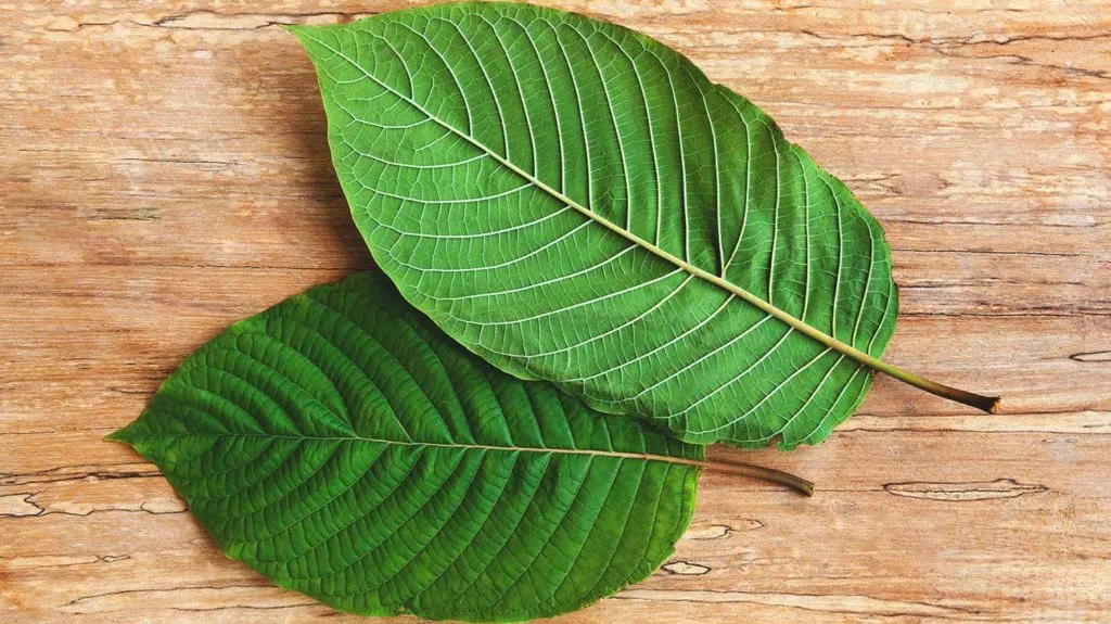 Green Borneo Kratom