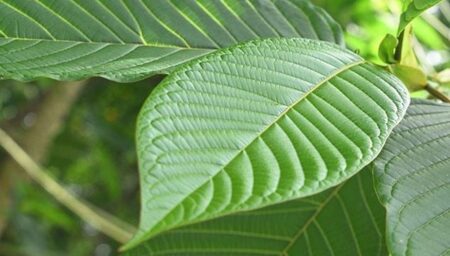 Kratom