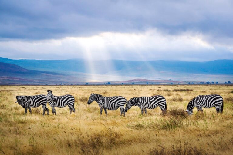 Tanzania: 17 Interesting Facts You Might Not Know Tanzania