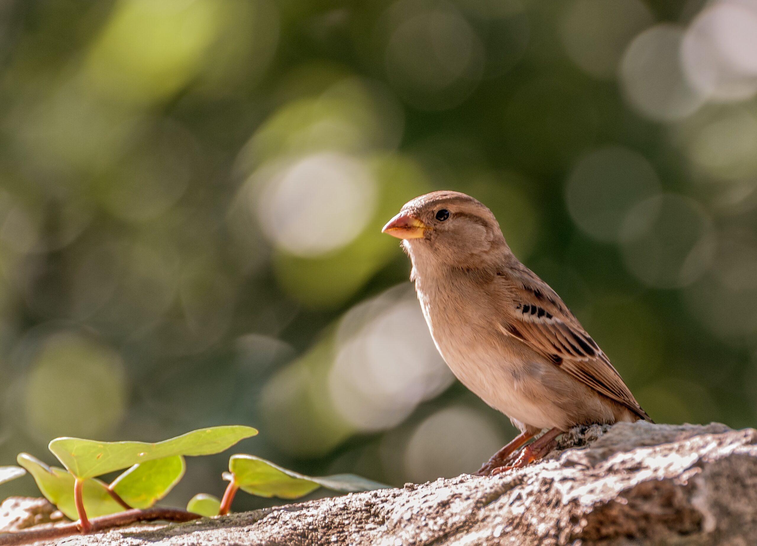 Birds - Sparrow