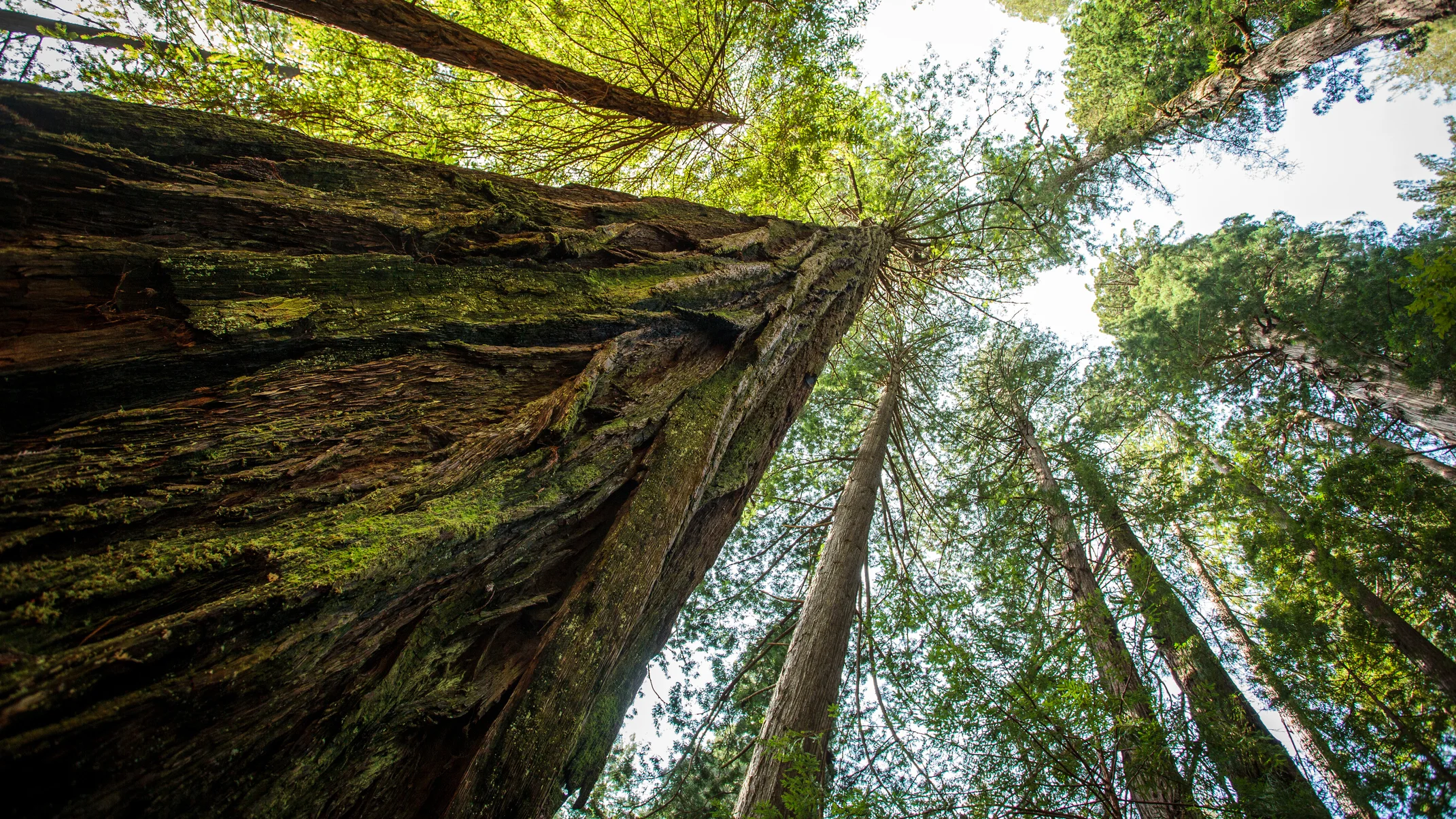 Hyperion - Tallest Tree in the World - California