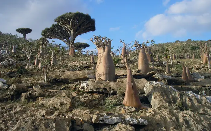 Socotra Archipelago - Yemen