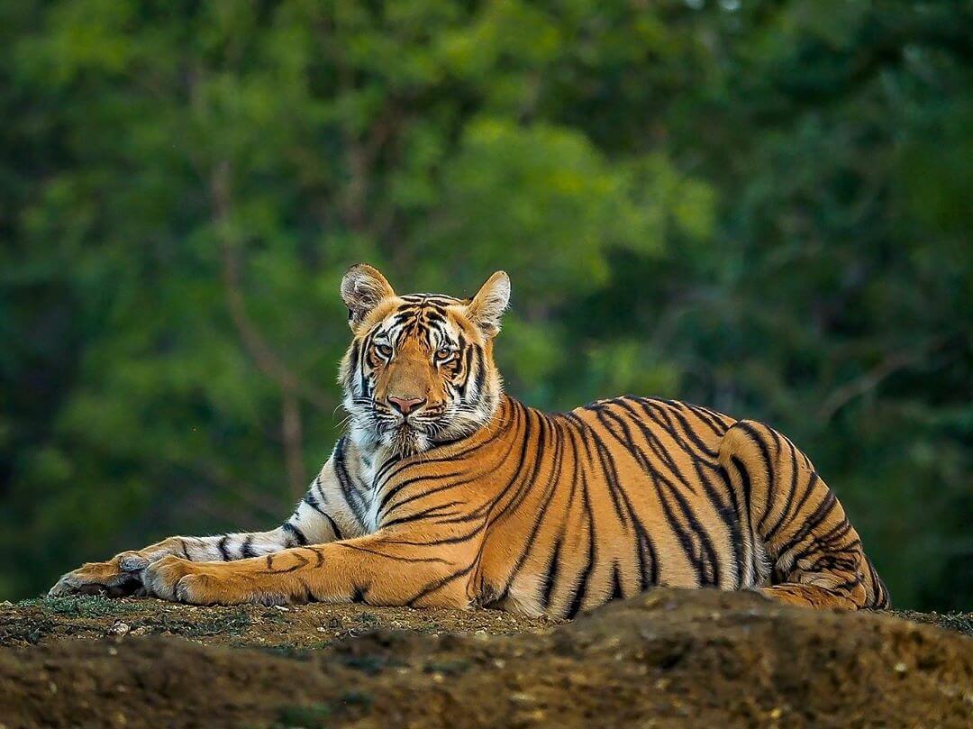 Royal Bengal Tiger - Bangladesh