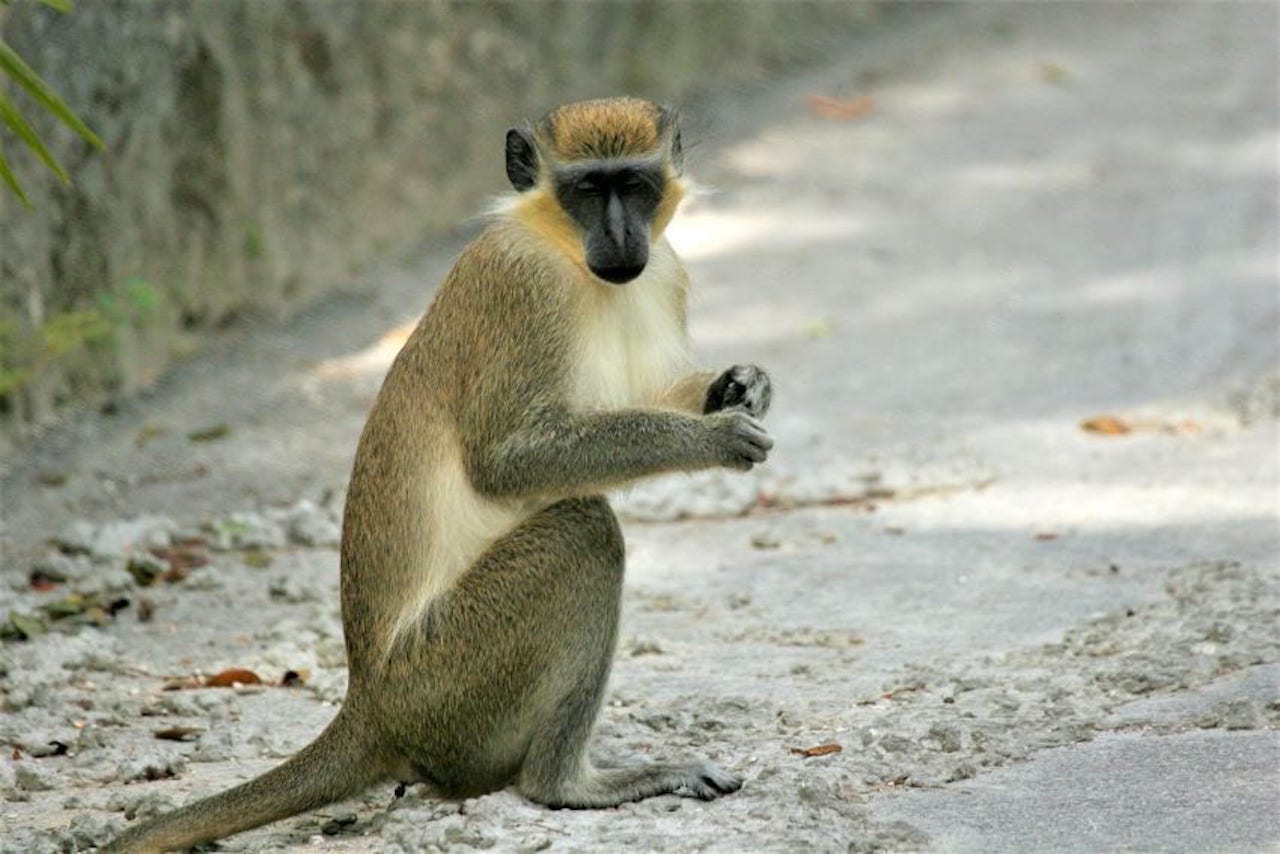 Barbados Green Monkey