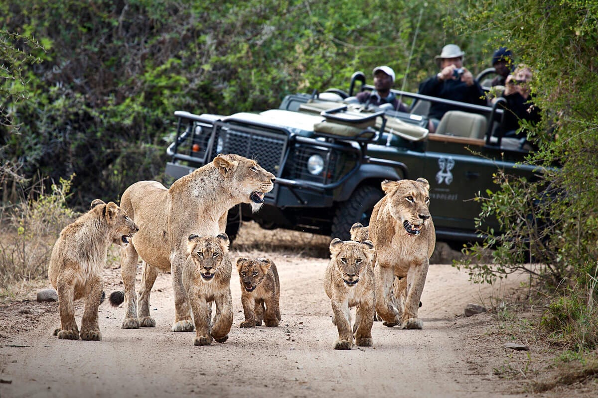 Kruger Park Safaris