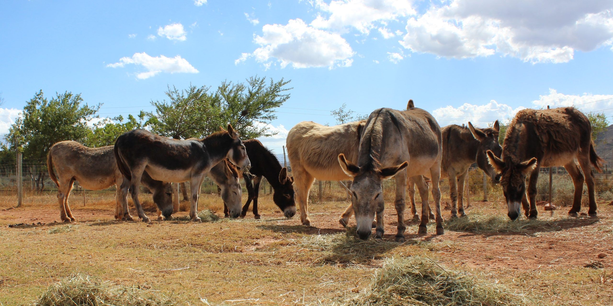 Kaapstadse Filharmoniese Orkes - Eseltjiesrus