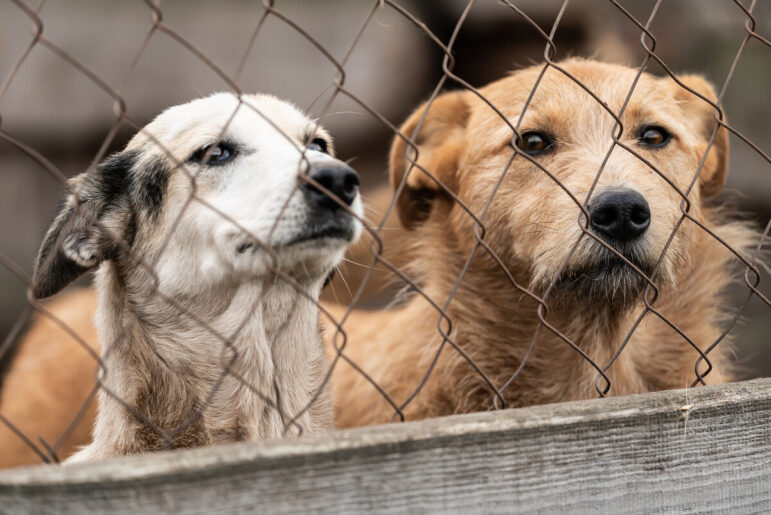 Good Morning Angels SPCA