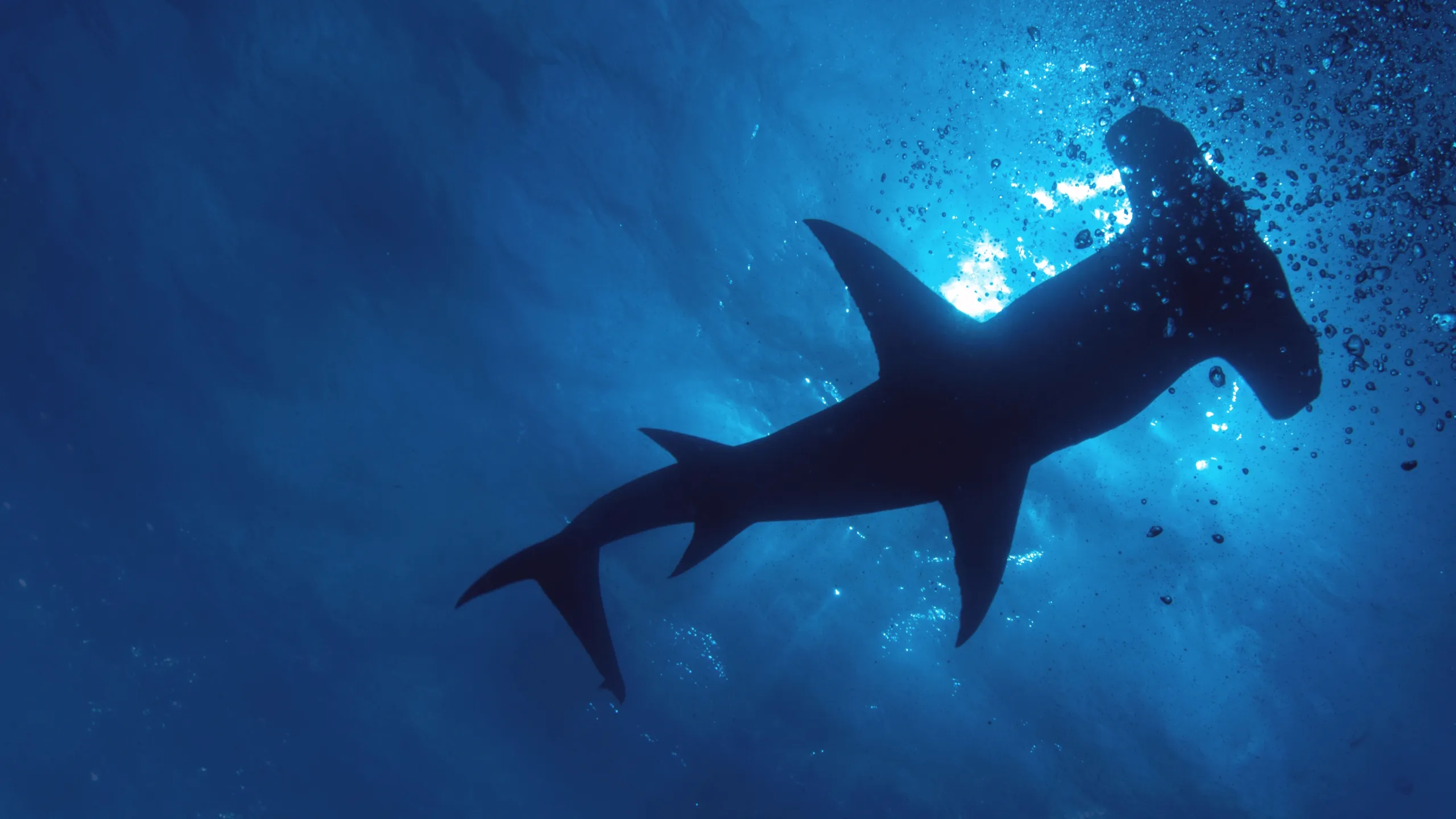 What's Streaming on Disney+ in July 2026? 6 Hammerhead - Disney+